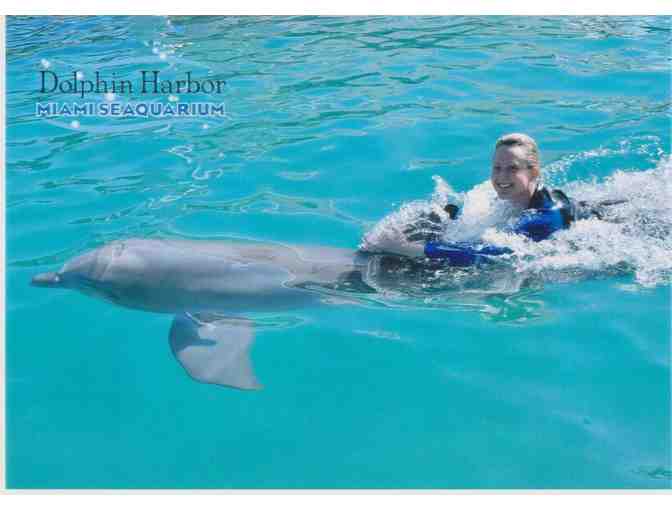 Swim with Dolphins for TWO - Miami Seaquarium