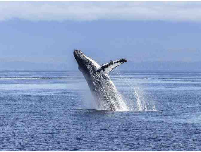 3 Nights in Monterey with Whale Cruise!