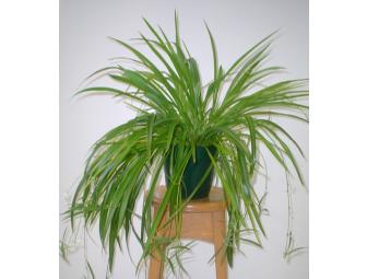 Go Green: Clean House & Cascade of Green-- house plants for health; clean house for sanity