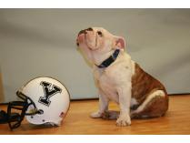 Walk Handsome Dan the Yale Bulldog at a Yale Football Home Game!