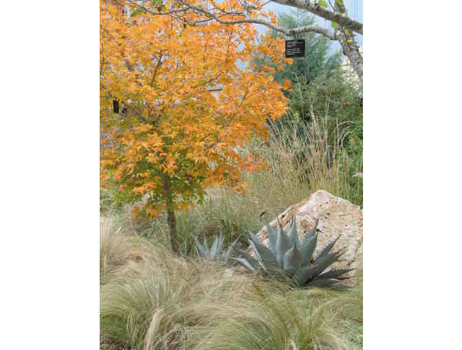 Lady Bird Johnson Wildflower Center - the Botanic Garden of Texas