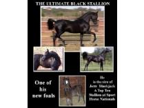 Jet - Award Winning Arabian Stallion