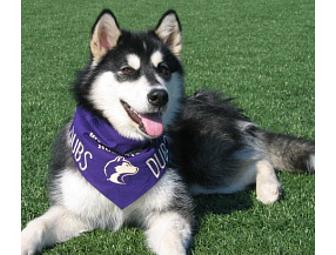 2 Huskies vs. Ducks Tickets and Tailgating Cooler