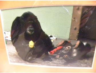 'Buddies Tag Teaming' Painting by 'Lu' and 'George', African Chimpanzees