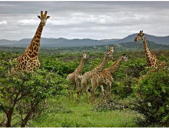 African Photo Safari for Two: 6 Days/Nights in South Africa!
