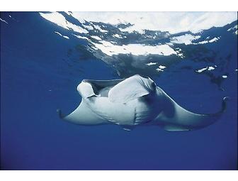 Spot # 4 - SCUBA Expedition to Cocos Island - 13 Days - Shark Central