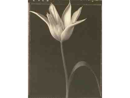 Tom Baril Print: Star Tulip