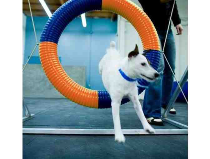 3-Dog Training Classes at Zoom Room Chicago