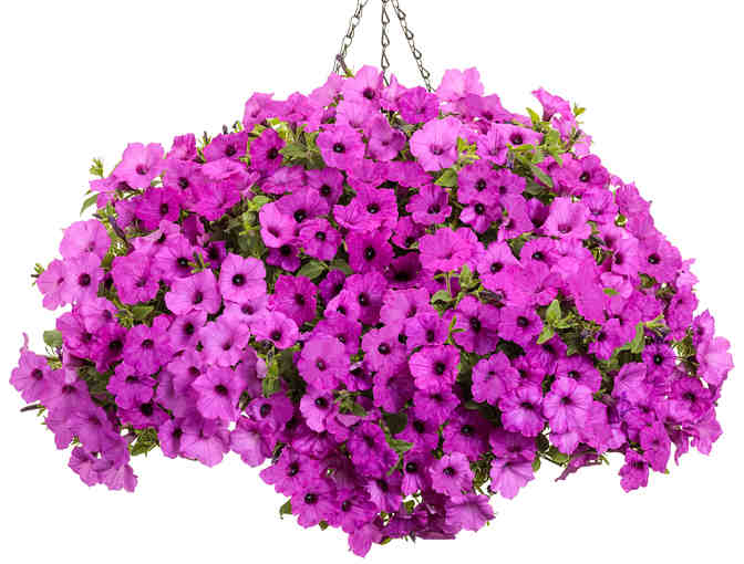 Case of Supertunia Vista Jazzberry Petunia Liners from Proven Winners