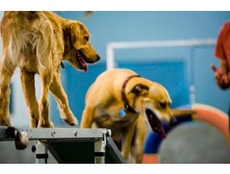 Zoom Room Dog Training Package