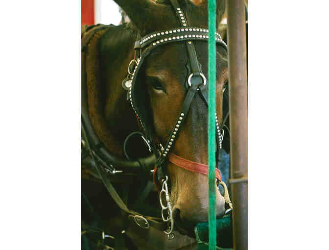 Say A Gay 'I Do' in Charleston