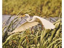 Great Egret Photograph on Canvas