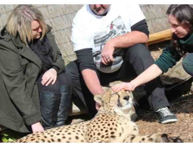 Cheetah Encounter at Wellington Zoo in New Zealand