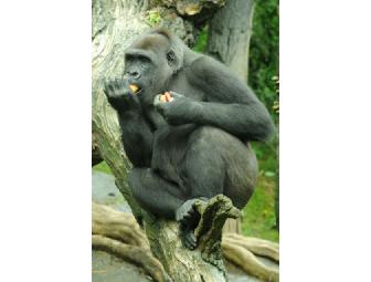 Curator-Led Tour of the Bronx Zoo's Congo Exhibit