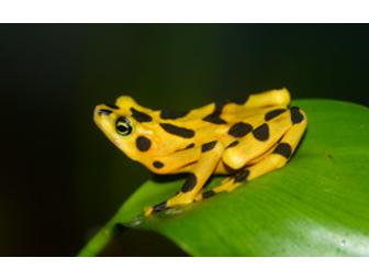 Special Amphibian Tour and Talk