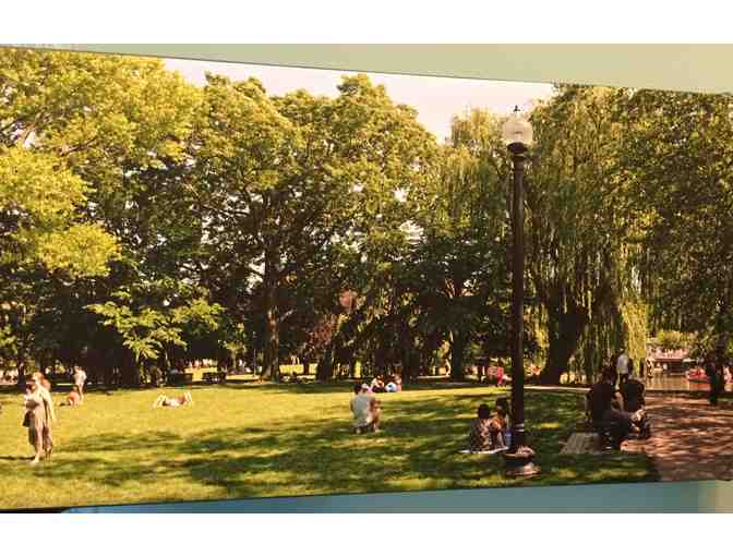 Boston Public Garden in Summer