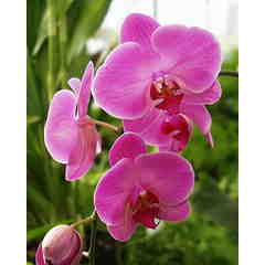 Floradise Orchid