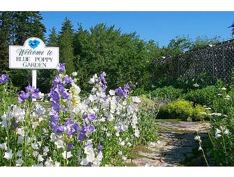 5 Hour Garden Consultation from Blue Poppy Gardens