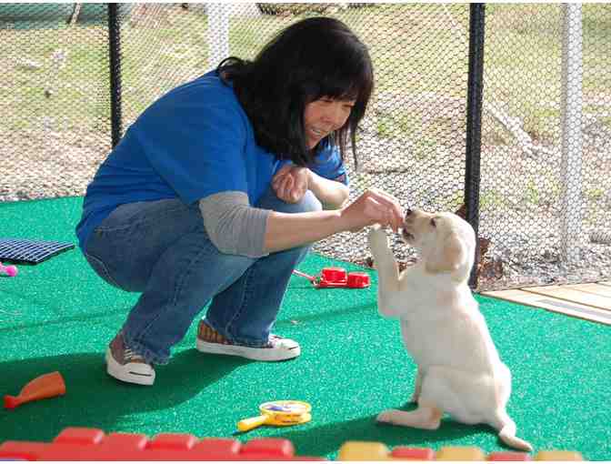 **Guiding Eyes Trainer for a Day**
