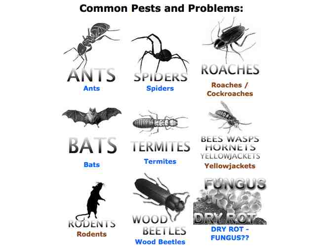 The Eliminator: Ant & General Pest Program, All Natural Pest Elimination