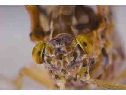 Bug Camp with HRWC's Paul Steen!