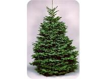 Ohio Grown Fraser Fir Christmas Tree