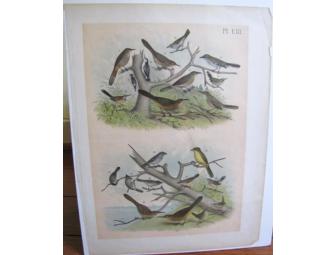 Set of Antique Bookplates of Birds