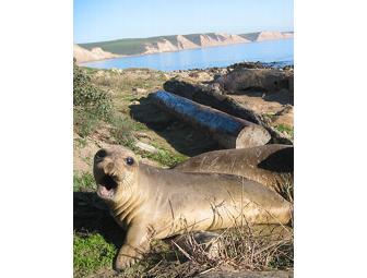 An Elephant Seal Excursion with Dr. Sarah G. Allen for Six