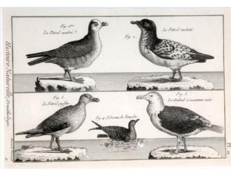 'Puffin Seagulls Seabirds' -  plate 21 (1823)  by Denis Diderot