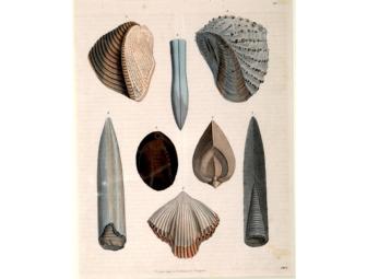 Fossils 19th century - Anst. V. C. S. Hach
