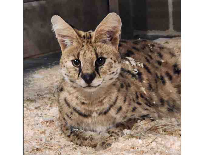A Behind the Scenes VIP Serval Encounter