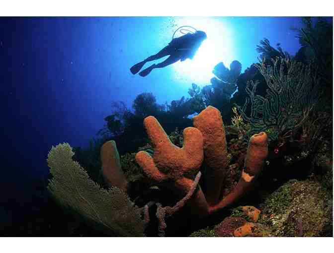 All inclusive scuba diving & 7 nights at Turquoise Bay Resort, Roatan, Honduras