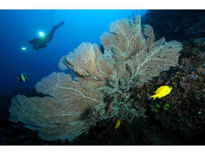 Spend 7 glorious nights & scuba diving for 1 at the Atlantis Dive Resort, Philippines