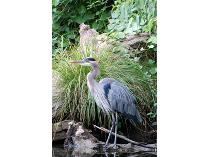 Gorgeous Framed Photo of a Great Blue Heron