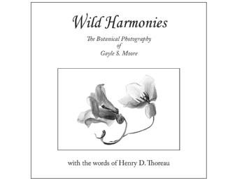 Tom Potter & Gayle Moore - Harmonies - Boxed Set 2 - Fine Art - Photography Books