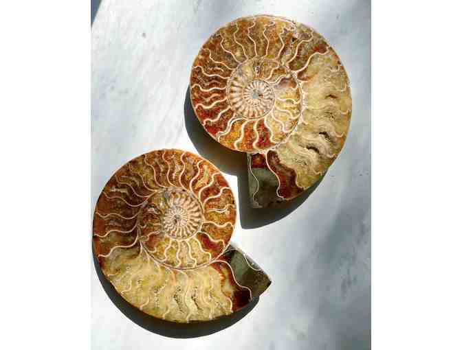 Ammonite Fossil Pair from Madagascar from Baltic Mermaid