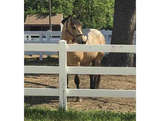 Harmony Horse Stables: Private 1/2 Hour Horseback Riding Lesson!