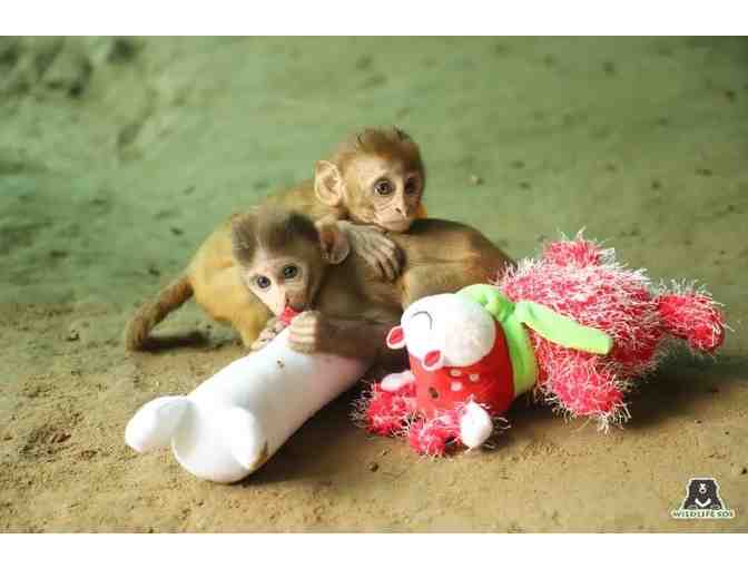 Milk bottle and support toy for a rescued baby monkey