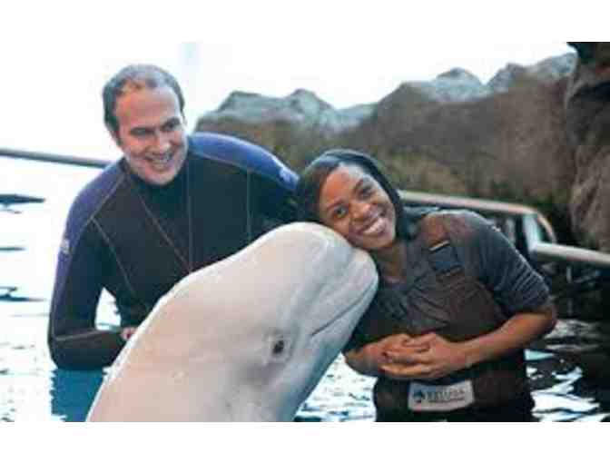 Shedd Aquarium Beluga Experience