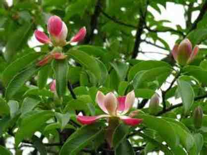 Magnolia insignis- Red Lotus Tree