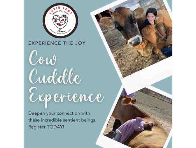 Cow Cuddle Experience for Two - Photo 1