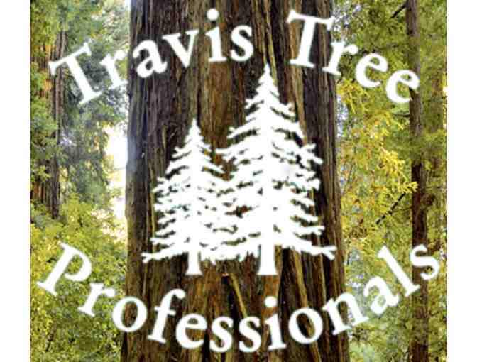 Beautiful Redwood Slab - Photo 2
