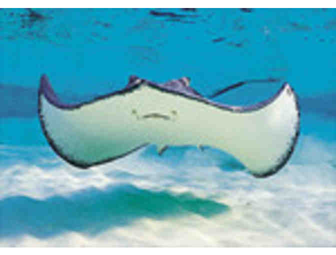 Week in November -  Cayman Island Vacation Timeshare