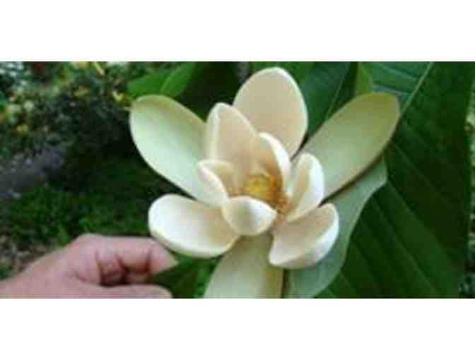 The Morton Arboretum (4 Daily Admission Passes)- Lisle, IL