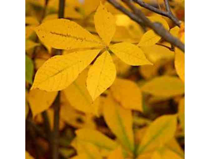 The Morton Arboretum (4 Daily Admission Passes)- Lisle, IL