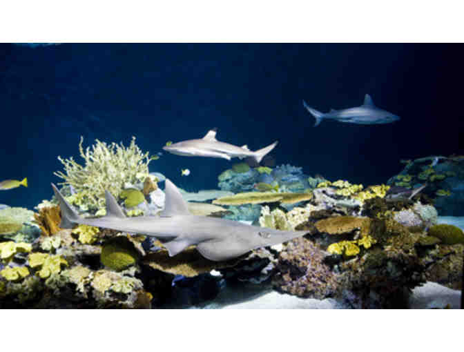 Shedd Aquarium - Four Admission Tickets - Chicago