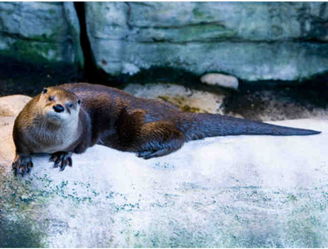 Shedd Aquarium - Four Admission Tickets - Chicago