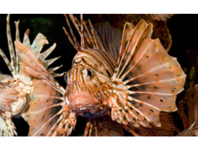 Shedd Aquarium - Four Admission Tickets - Chicago