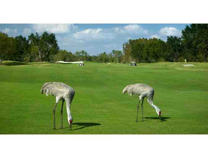 One-Week Condo Stay in the Four-Star Saddlebrook Golf and Tennis Resort, Tampa, Florida.