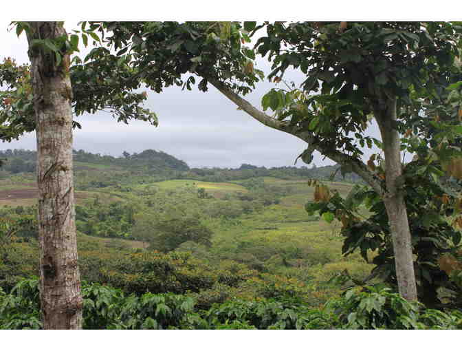 A Supply of the Finest Coffee from Nicaragua - from Santa Fe Estate Coffee